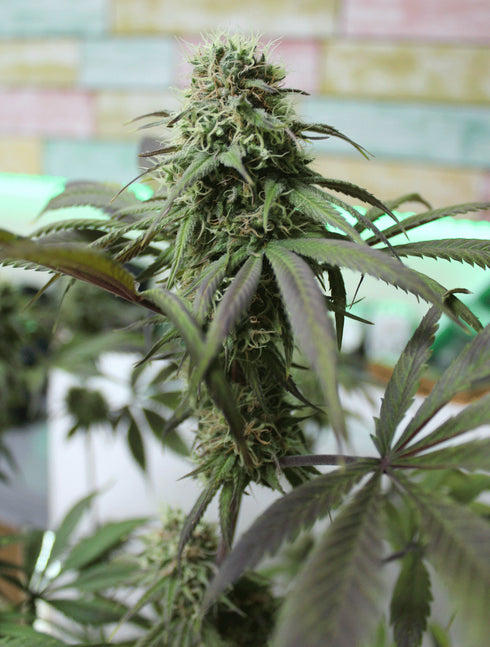 Cream Of The Crop - Yumboldt x Banana