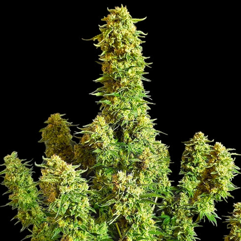 BSB Genetics - Critical + 2.0