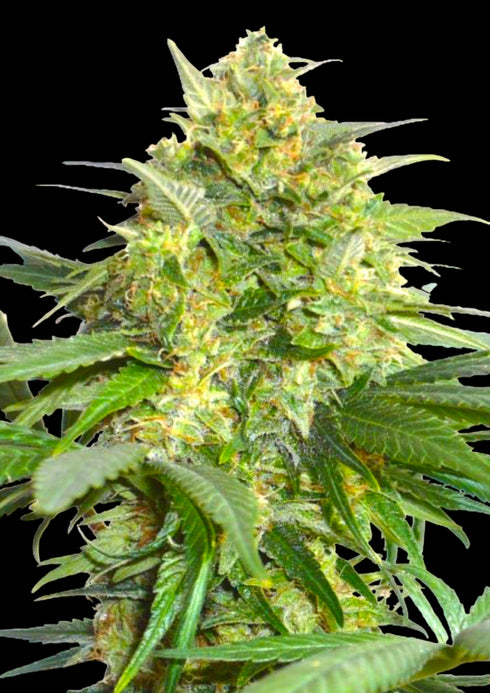 BSB Genetics - Widow Maker