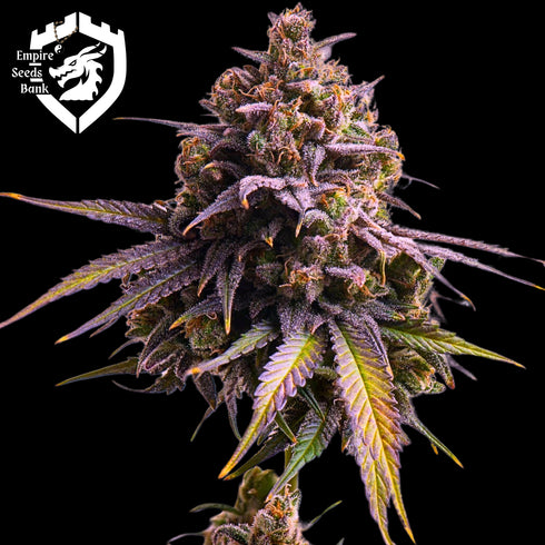 Empire Seeds - RS11 Auto