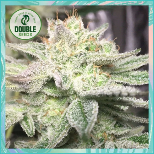 Double Seeds - Gorilla Glue Auto