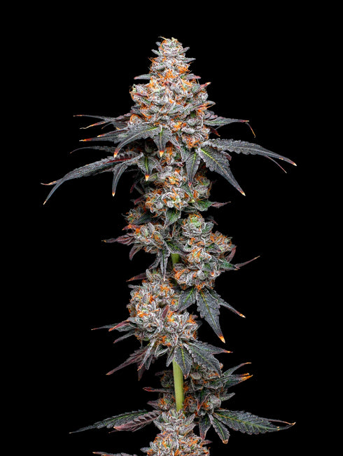 Mavericks Genetics - Zerealz
