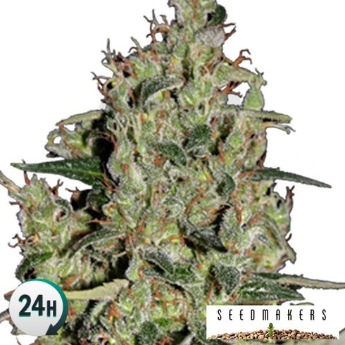 Seedmakers Seeds - Auto Critical