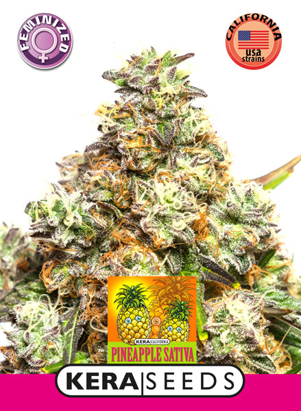 Kera Seeds - Pineapple Sativa