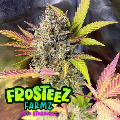 Frosteez Farmz - Auto Starburzt