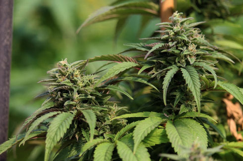 Propaganja Seeds - The Fruity Fuzz #33