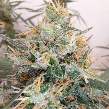 Ace Seeds - LIMITED EDITION Panama A5 Haze