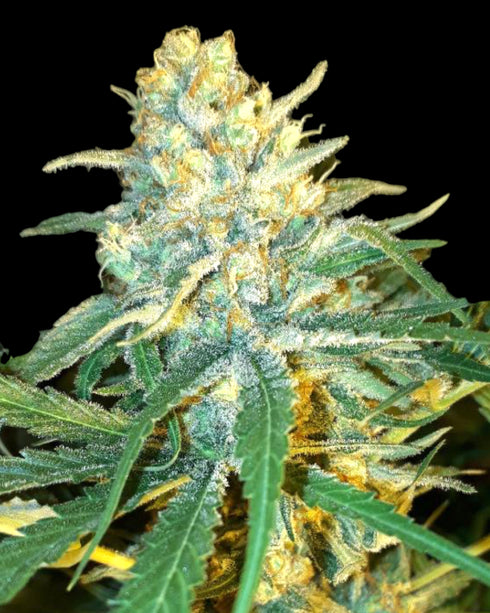 BSB Genetics - Mango Syrup