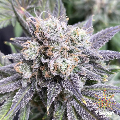 Flavour Chasers Seeds - Black Cherry Soda