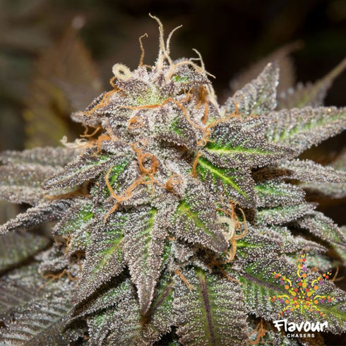 Flavour Chasers Seeds - Sherblato