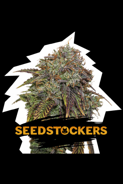 Seed Stockers Seeds - Gelato #41 Auto