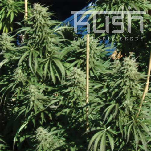 Kush Seeds - Diesel Kush