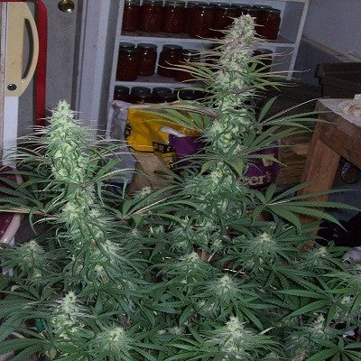Ace Seeds - Green Mountain Grape