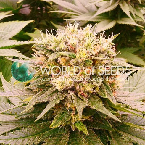 World Of Seeds - Harlequeen THC Free