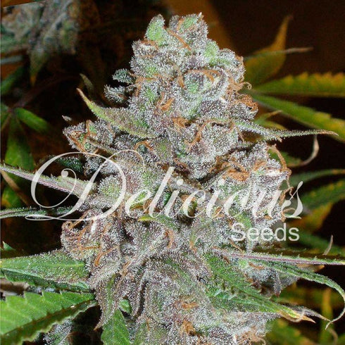 Delicious Seeds - La Diva