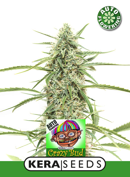Kera Seeds - Crazy Bud Auto