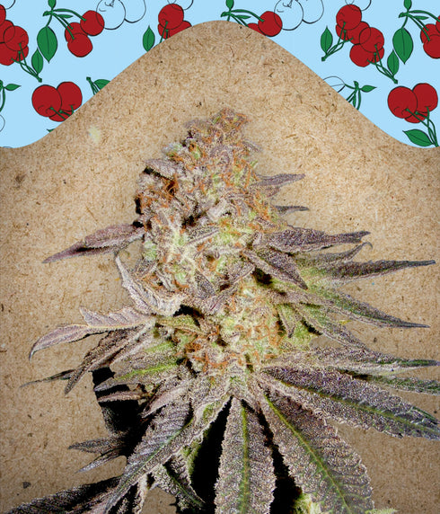 Female Seeds - Cherry Pie