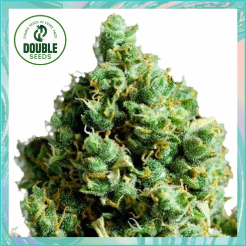 Double Seeds - Big Bud Auto