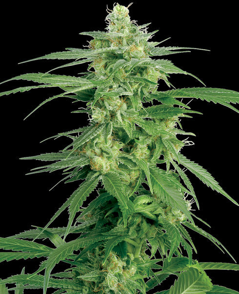 Sensi White Label - Hollands Hope