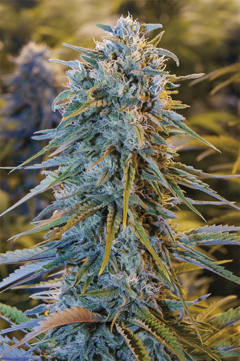 Humboldt Seeds - Blue Dream