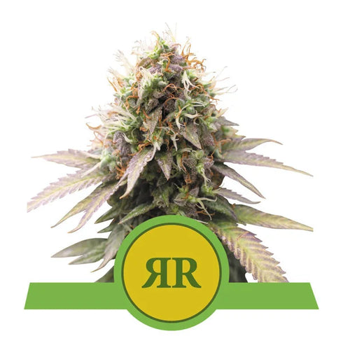 Royal Queen Seeds - Royal Runtz Auto