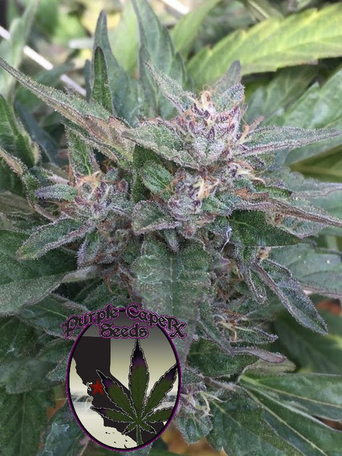 Purple Caper Seeds - Grandaddy OG