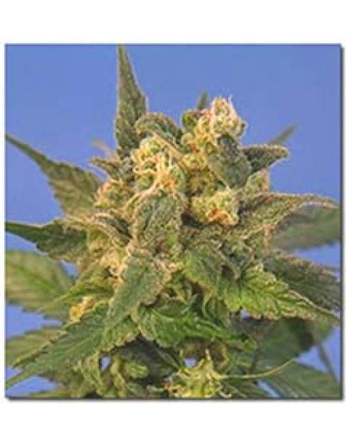 Sagarmatha Seeds - Midnight Blue