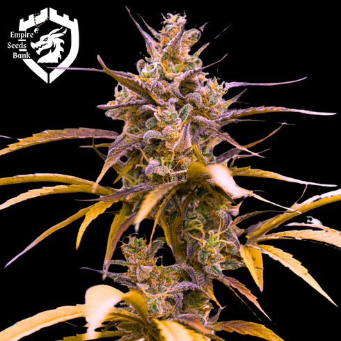 Empire Seeds - Zoap Auto
