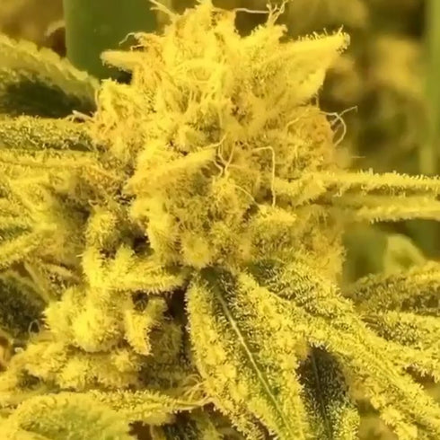 Black Farm Genetix - Zkittles Divorce