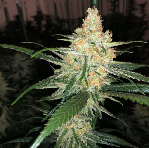 Propaganja Seeds - B.I.G. Kahoona