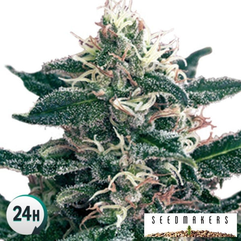 Seedmakers Seeds - Cheex