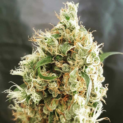 Freedom Of Seeds - White Goblin Auto