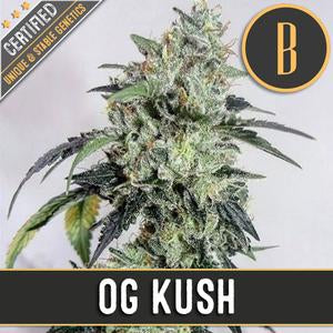 Blimburn Seeds - OG's Kush