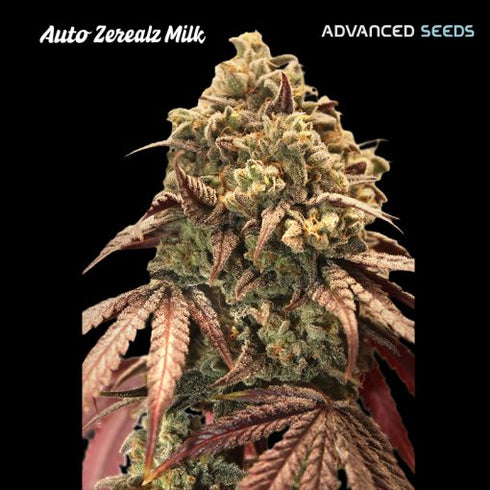 Advanced Seeds - Auto Zerealz Milk