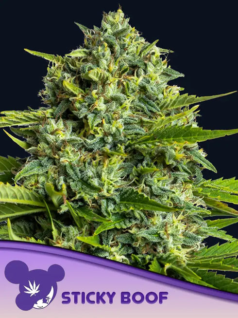 Anesia Seeds - Sticky Boof