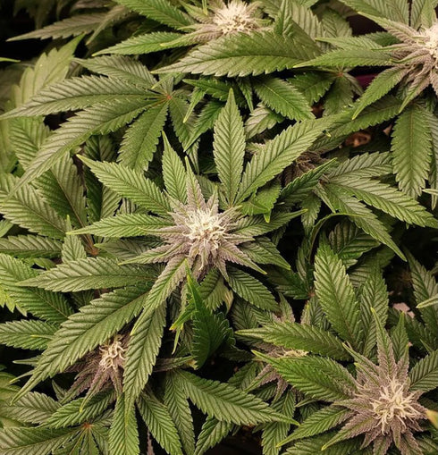 Trichome Jungle Seeds - Pink Pineapple