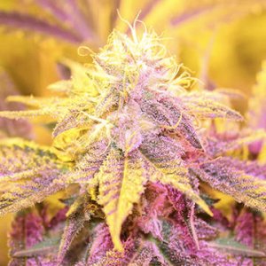 Purple Caper Seeds - Gold Line Blue Fire