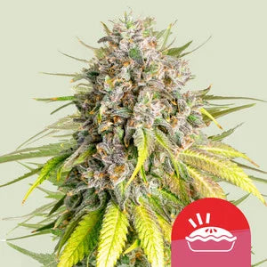 Royal Queen Seeds - Royal Queen x TYSON Punch Pie
