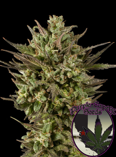 Purple Caper Seeds - Gold Line Blackberry Fire