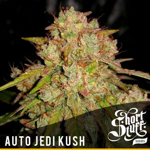 Short Stuff - Auto Jedi Kush