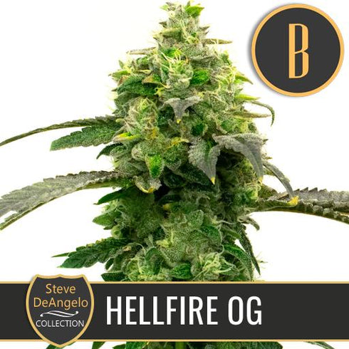 Blimburn Seeds - Steve's Hellfire OG