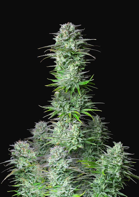 Fastbuds Seeds - Kosher Cake