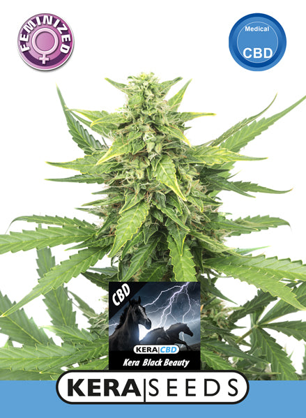 Kera Seeds - CBD Black Beauty