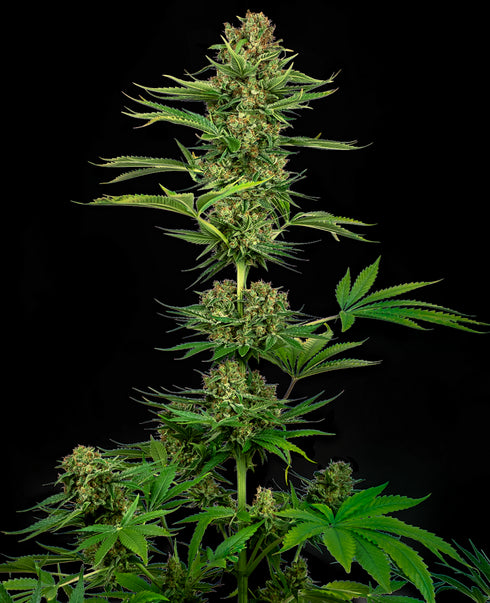 Sensi Seeds - Satin Black Domina CBD