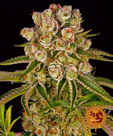 Barney's Farm Seeds - Kush Mintz