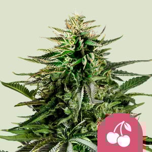 Royal Queen Seeds - Cherry Pie