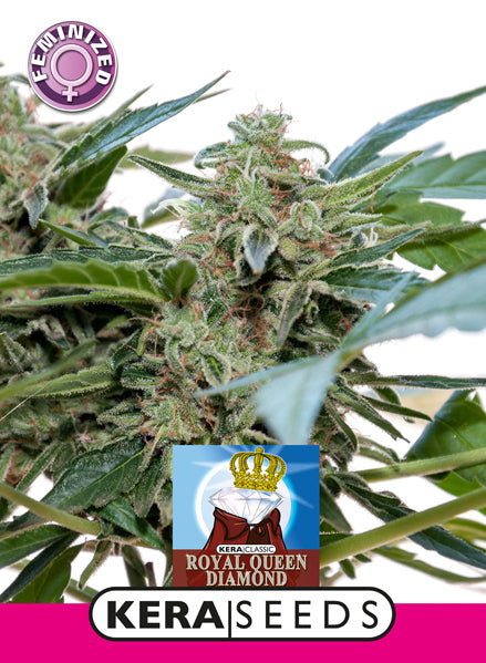 Kera Seeds - Royal Queen Diamond