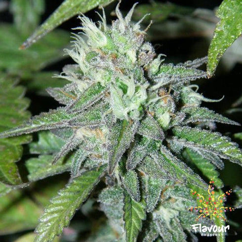 Flavour Chasers Seeds - Goji OG