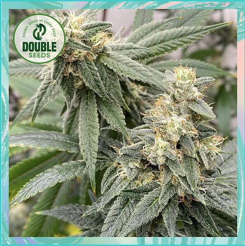 Double Seeds - Banana Glue