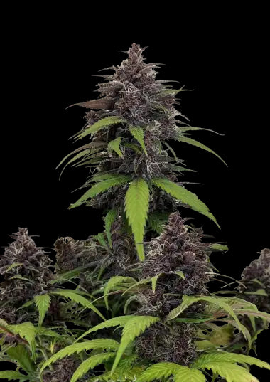 Fastbuds Seeds - Purple Haze Auto